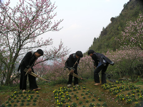 Ancient peach flowers blossom in Spring